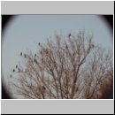 Phalacrocorax carbo - Kormoran 01.jpg